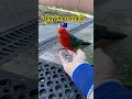 Lagu King Parrot 🦜 🦜 🦜 🦜 #kingparrot #birds #nature