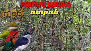 punya mp3 ini habis burung satu rombongan