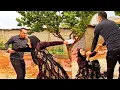 Download Lagu Surprise Rain and Qasem's Fury! Nomads in the Heart of a Summer Storm