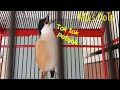 Download Lagu BURUNG CENDET BERSUARA AYAM BETINA, ASLI BURUNG, BUKAN AYAM