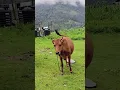 Download Lagu #mountainlife #mountain #nature https://www.instagram.com/reel/Ctykvq9AUF2/?igshid=MzRlODBiNWFlZA==