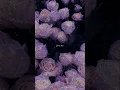 Download Lagu Gilheriyan😍🥀🥰| Aesthetic Status | Music Lover | Status Video | #trending #shorts