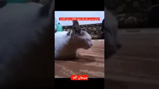 إخراج سحر من معدة قط 