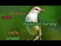 Download Lagu suara pikat burung prenjak alang alang mp3, pancingan suara burung prenjak alang alang