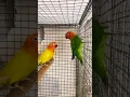 Download Lagu GREEN OPALINE X LUTINO FISHER #bird#best#shorts#lovebirdsbreeding#sauravjoshivlogs#naveedsheikh#pets