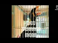 VIRAL BURUNG BEO SEHARGA MOBIL | ADA YANG MINAT ???