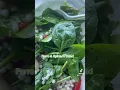 Download Lagu Farro Spinach Salad
