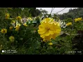 Download Lagu HADDAD ALWI - SULIS || CINTA RASUL 5 || YA UMMI YA ZAHRO