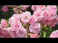 Download Lagu The most beautiful music in the world🌿The most beautiful spring melody🌿Music by Sergei Grischuk
