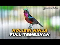 Lagu MASTERAN KONIN GACOR FULL ISIAN TEMBAKAN COCOK UNTUK MATERI KOLIBRI NINJA BAHAN LOMBA / PASTOLAN