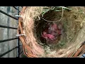 New canary hatchling