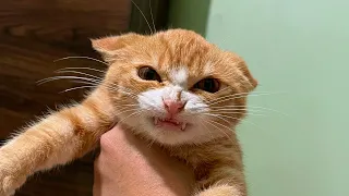 He Has The Angriest Cat