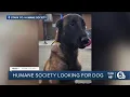 Stark County Humane Society searching for dog given to wrong owner