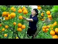 Download Lagu How To Harvest Orange, goes to the market to sell - Harvesting and Cooking |Tieu Vy Daily Life