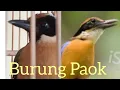 Download Lagu Apa Makanan burung paok,pitta,bakau,agar gacor,burung ter Indah harga Jutaaan,burung Impor