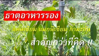 การดูแลต้นทุเรียนเล็ก ต้องไม่ขาดธาตุอาหารรอง 3 ตัวนี้! | พร้อมแนะนำสูตรปุ๋ยบำรุงต้นทุเรียน