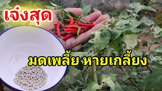 กำจัดมด เพลี้ยหายเกลี้ยงต้องสูตรนี้เลย#เกษตร#วิถีไทยp.channel