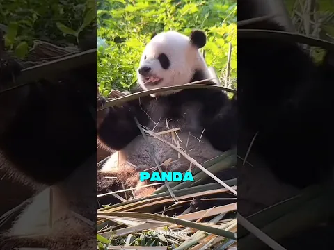 Este Panda Aprendió Esta Expresión Divertida de Su Cuidador 😂