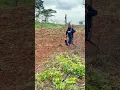 Download Lagu The duiker got one shot but was still running #viralvideo #wildlife #junglehunter #africa
