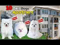 Top 10 Best Dog Breeds for Apartments Price Apartment Friendly Dogs with Price