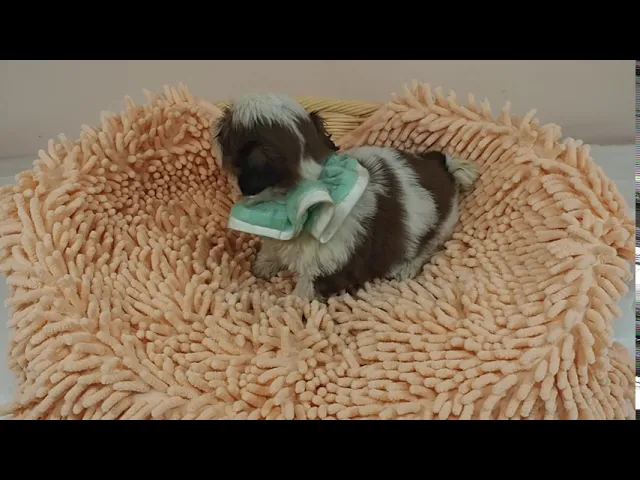 動画