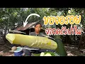 Download Lagu หนูหน่อไม้ดองจากป่าไผ่! ทำตั้งแต่ตัดหน่อจนได้กิน แกงใส่ปลาน้อย อร่อยแบบบ้านๆ