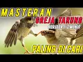 MASTERAN MURAI BATU!!greja terung berjeda 1-2 menit