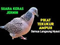 Download Lagu Suara Burung Tekukur Gacor Cocok Untuk Pancingan Dan Pikat Agar Bunyi 