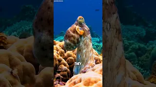 Four Animal Facts That Get Harder To Believe 😱