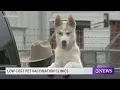Low cost pet vaccine clinics in Nueces County