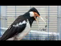 Pancingan Jalak Suren Gacor Mompa Variasi - Masteran Suara Burung Jalak Agar Gacor Full Isian Mewah
