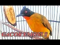 Download Lagu Burung kutilang emas gacor 