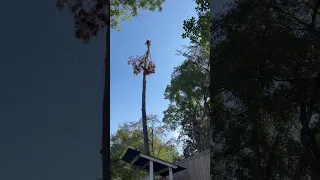 Across the Fence #shorts