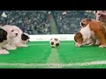 Freshpet Pups Playing Football To Calm You Down During The Big Match