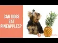 Can Dogs Eat Pineapples