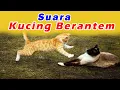 Suara Kucing Kelahi Pengusir Tikus mp3