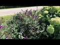 Miss Violet Butterfly Bush gardencrossings com