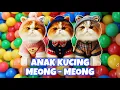 Download Lagu ANAK KUCING MEONG MEONG‼️ KUCING BANYAK TINGKAH‼️KUCING MEONG MEONG #kucinglucu #2