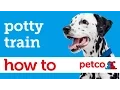 How to Potty Train Your Puppy Petco