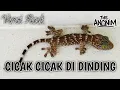 Lagu CICAK CICAK DI DINDING (VERSI ROCK METAL) 🎵 THE ANONIM