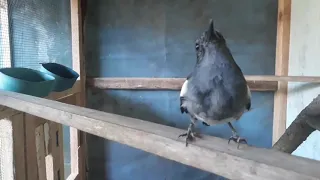 kacer betina birahi rayuan mesra kacer jantan auto nyauttttt