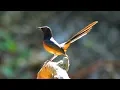 Download Lagu dijamin langsung nyaut dan ngeplong jika murai batu anda mendengar suara ocehan super seperti ini