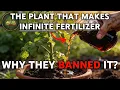 Lagu This Plant Replaces All Fertilizer FOREVER. Why Did the FDA Ban It?