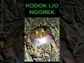 Download Lagu Kodok Ngorek || Suara kodok ijo
