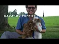 Our Available F1 F1B Cavapoo Puppies at Cavapoos3 16