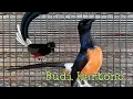 Download Lagu MURAI BATU Gacor Full Isian Cucak Jenggot Cililin Kenari Love Bird Kapas Tembak | Favorit Juri