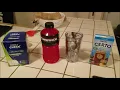 Pass a Drug Test THC in 2 Hours for Dirt Cheap w Certo - 96 Guaranteed Semi-Live Experiment