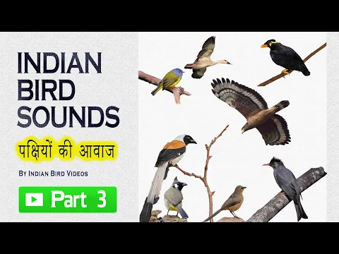 Download MP3 Indian bird sounds - Part 3 (HD sound and video ) #indian_birds #indian_bird_sounds #bird_calls