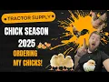 Tractor Supply Chicken Breeds Which Ones Make the Cut Order Online With Me For Chick Season 2025