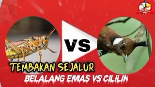 masteran tajam tembakan sejalur belalang emas vs cililin